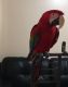 Green-Winged Macaw Birds for sale in New Tecumseth, ON, Canada. price: NA