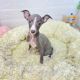 Greyhound Puppies for sale in New York, NY, USA. price: NA