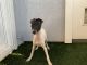 Greyhound Puppies for sale in Dana Point, CA, USA. price: NA