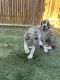 Greyhound Puppies for sale in Wasco, CA 93280, USA. price: NA