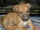 Greyhound Puppies for sale in South Miami, FL, USA. price: NA