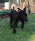 Greyhound Puppies for sale in Miami Shores, FL, USA. price: NA