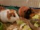 Guinea Pig Rodents for sale in Hampton, VA, USA. price: NA