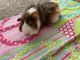 Guinea Pig Rodents for sale in 620 Riverview Dr, Eaton Rapids, MI 48827, USA. price: $25