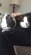2 male guinea pigs for sale