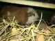 Guinea Pig Rodents for sale in Spokane, WA, USA. price: NA