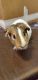 Guinea Pig Rodents for sale in Holland, MI 49423, USA. price: $20
