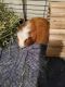 Guinea Pig Rodents for sale in Lacey, WA, USA. price: NA