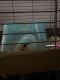 Guinea Pig Rodents for sale in Dallas, TX, USA. price: $50
