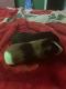 Guinea Pig Rodents for sale in Lakewood, WA, USA. price: NA