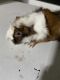 Guinea Pig Rodents for sale in Fresno, CA, USA. price: NA