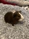 Guinea Pig Rodents for sale in Los Angeles, CA, USA. price: NA