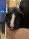 Guinea Pig Rodents for sale in Sterling Heights, MI, USA. price: $125