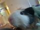 2 healthy male Guinea pigs