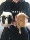 Free to good home 2 Guinea Pigs, cage and supplies
