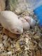 Guinea Pig Rodents for sale in Greenville, SC, USA. price: NA