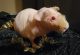 Guinea Pig Rodents for sale in Boon, MI 49618, USA. price: $125