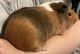 Guinea Pig Rodents for sale in Rancho Cordova, CA 95670, USA. price: NA