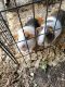Guinea Pig Rodents for sale in Cypress, TX 77433, USA. price: NA