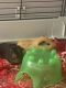 Guinea Pig Rodents for sale in Hope Mills, NC 28348, USA. price: $100
