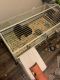 Guinea Pig Rodents for sale in Dallas, TX, USA. price: NA