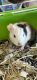 Guinea Pig Rodents for sale in Bakersfield, CA, USA. price: NA