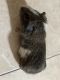 Guinea Pig Rodents for sale in Arlington, TX, USA. price: NA