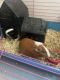 Guinea Pig Rodents for sale in Charlotte, NC 28210, USA. price: $70
