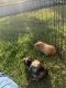 Guinea Pig Rodents for sale in Lake Forest, CA, USA. price: NA