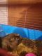 Guinea Pig Rodents for sale in Tucson, AZ, USA. price: $75