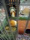 Guinea Pig Rodents for sale in Newman, CA 95360, USA. price: NA