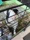 Guinea Pig Rodents for sale in 812 Crashaw St, Virginia Beach, VA 23462, USA. price: NA