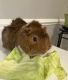 Guinea Pig Rodents for sale in Sterling, VA, USA. price: NA