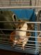 Guinea Pig Rodents for sale in Fall River, MA, USA. price: $45