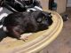 Guinea Pig Rodents for sale in Ontario, CA, USA. price: NA