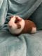 Guinea Pig Rodents for sale in Albany, NY, USA. price: NA