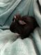 Guinea Pig Rodents for sale in Albany, NY, USA. price: NA