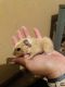 Guinea Pig Rodents for sale in Springfield, TN 37172, USA. price: NA
