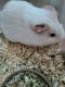 Guinea Pig Rodents for sale in Guadalupe, CA, USA. price: NA