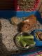 Guinea Pig Rodents for sale in Gibsonton, FL, USA. price: NA