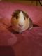 Guinea Pig Rodents for sale in Slidell, LA, USA. price: NA
