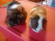 Guinea Pig Rodents for sale in Lykens, PA, USA. price: NA