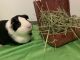 Guinea Pig Rodents for sale in Tomball, TX, USA. price: NA
