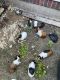 Guinea Pig Rodents for sale in Mesquite, TX, USA. price: NA