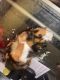 Guinea Pig Rodents for sale in Covington, GA, USA. price: NA