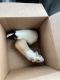 Guinea Pig Rodents for sale in 6020 Rhonda Dr, North Ridgeville, OH 44039, USA. price: NA