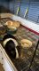 Guinea Pig Rodents for sale in Colorado Springs, CO, USA. price: NA