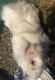 Guinea Pig Rodents for sale in Livonia, MI, USA. price: NA