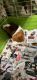 Guinea Pig Rodents for sale in Cape Coral, FL, USA. price: NA