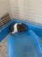 Guinea Pig Rodents for sale in Vancouver, WA, USA. price: NA